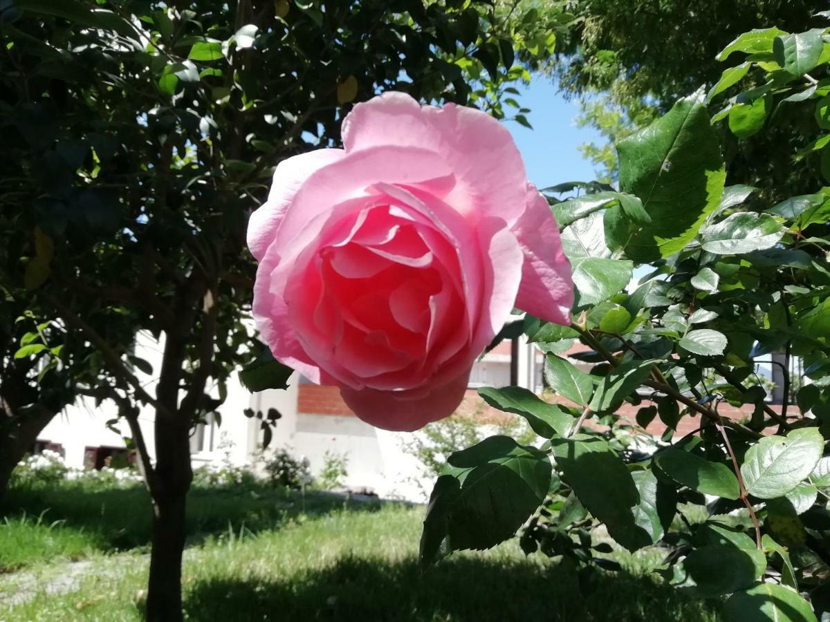 Casa Vacanze Villa Rosetta Dorgali Eksteriør billede